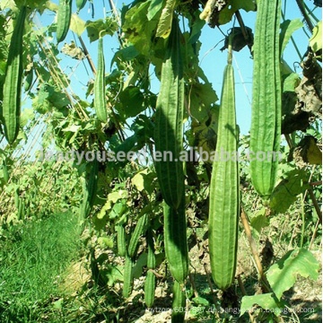 LU01 Duanshen hohe Ausbeute kurze Qualität Ridge luffa Samen